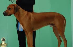 Es sind… 29.07.21 | preis k.a. Rhodesian Ridgeback Vdh Rasselexikon 2021