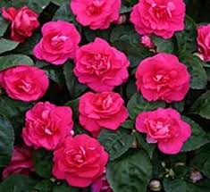 3 pink double impatiens are my favorite flowers <3