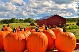 9 Fun Fall Gourd and Pumpkin Facts ...
