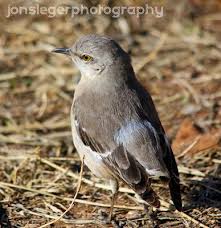 Bird With No Tail Feathers Northern Mockingbird With No Tail Spotted In Austin Tx Animals Spotted Austin Tx