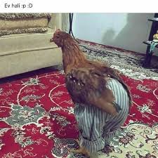 Gunaydin Komedi Mizah Komik Istanbul Eglence Caps Takip Ankara Izmir Video Vine Gunaydin Kom Funny Chicken Pictures Laughing Pictures Fun Comics