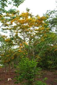 Image result for Pterocarpus megalocarpus