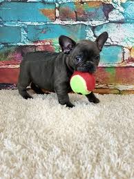 Akc blue french bulldog puppies. Gaugers Little Bullies French Bulldog Puppies Bulldog Puppies Puppies And Kitties