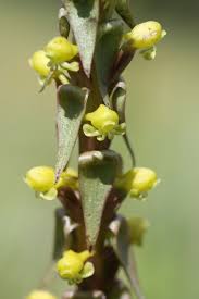 Image result for Satyrium chlorocorys