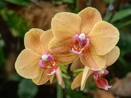 Buy the selected items together. 10 Best Orchid Types You Can Grow Easily With Pictures Florgeous