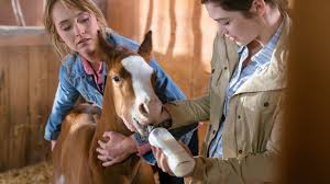 C amy ki a gagner ♥ c'etait ty ki l'entrenais mais apres ty a du partir pi quand il est revenu au bout de kelke mois amy se fesais entrener par kelkun d'otre pi amy ne. Spotlight Interview With Heartland Actress Amber Marshall