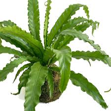 Image result for Asplenium angolense