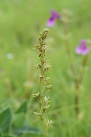 Image result for Habenaria peristyloides