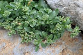 Image result for Polycarpon tetraphyllum