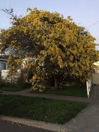 Image result for Acacia baileyana