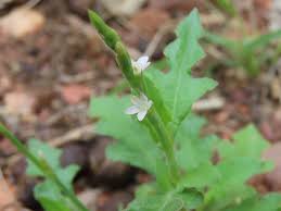 Image result for Oxygonum sinuatum