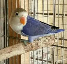 Check spelling or type a new query. Most Popular Species Of African Lovebird In Aviculture Agapornis Lovebirds