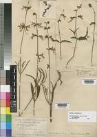 Image result for Ocimum fimbriatum