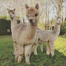 Alpaca Family So Cute Alpaca Alpaca Funny Cute Alpaca Cute Animals