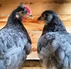 Other hen vs chicken situations. 11 Ways To Figure Out If Chicks Will Be Hens Or Roosters Fresh Eggs Daily