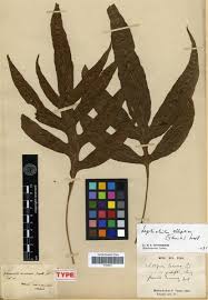 Image result for Grammitis