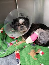 This means that each entrance ticket to the zoo goes back into sustaining operations, not into the pocket of some corporation. Ihdjkr I5aktsm