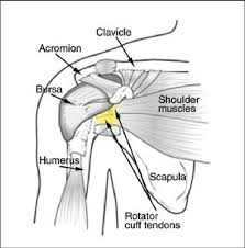 There are three main muscles in your shoulder: Normal Shoulder Anatomy Reproduced With Permission From Your Download Scientific Diagram