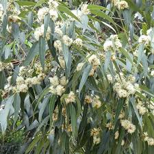 Image result for Scolopia stolzii