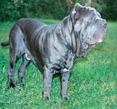 Neapolitan Mastiff Wire Basket Dog Muzzles Size Chart