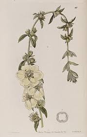 Image result for Heimia salicifolia