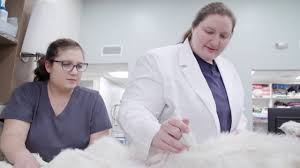 If it is after hours, please contact: Urgent Pet Care West Omaha Ne