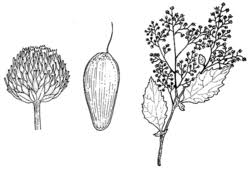 Image result for Dichrocephala