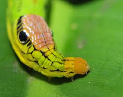 Check spelling or type a new query. A Caterpillar Like No Other A Superior Snake Featured Creature