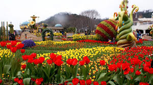 Libur akhir tahun ini alhamdulillah mulai digandrungi pengunjung baik lokal maupin luar daerah,ujar penggagas taman bunga celosia di wisata danau ranau sekaligus owner yasir arafat. Festival Bunga Musim Semi Di Korea Selatan Trip Dan Tour Ke Korea