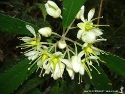 Image result for Huaceae