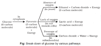 Check spelling or type a new query. Notes Of Ch 6 Life Process Part Ii Class 10th Science