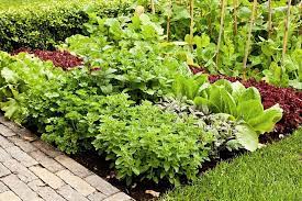 Dekorativer blickfang der garten bekommt einen wirkungsvollen hingucker. Mischkulturtabelle Diese Gemusesorten Vertragen Sich Gartendialog De
