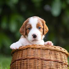 Image result for irský červenobílý setr