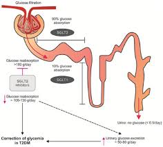 Image result for SGLT2 Inhibitor