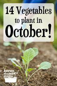 14 Vegetables To Plant In October Zone 9 Fall Garden Vegetables Vegetable Planting Calendar Garden Plants Vegetable