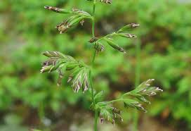 Image result for Poa