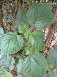 Image result for Acridocarpus chloropterus