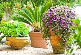 Drei Sudlandische Pflanzen Im Blumentopf Wie Sie Fur Den Mediterranen Garten Charakteristisch Sind Mediterraner Garten Mediterrane Pflanzen Garten