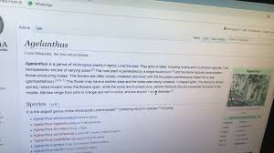 Image result for Agelanthus igneus