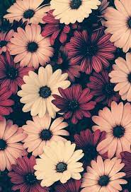Fondos Pantalla Http Estaesmimoda Com Imagenes Fondos Pantalla 644 Estaesmimoda Flower Background Wallpaper Flower Phone Wallpaper Flower Iphone Wallpaper