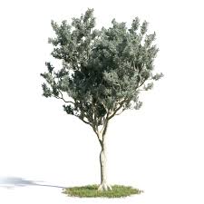 Image result for Conocarpus erectus