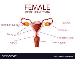 Anatomical Banner Female Reproductive System