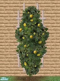 Different types of yellow climbing roses: Bitzybus Climbing Roses Yellow