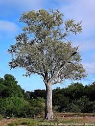 Image result for Combretum apiculatum