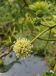 Image result for Mitragyna rubrostipulata