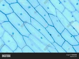 A light microscope is cheaper than an electron microscope. Science Background Image Photo Free Trial Bigstock