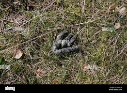 Image result for marten poop