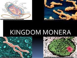 Kingdome Monera Ciri Ciri Contoh Fungsi Beserta Gambar