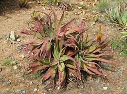 Image result for Aloe spicata