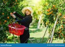Asia Female Farmer Picking Carefully Ripe Woman Picking Ripe Orange in  Orchard Stock Photo - Image of mediterranean, juicy: 169752920
